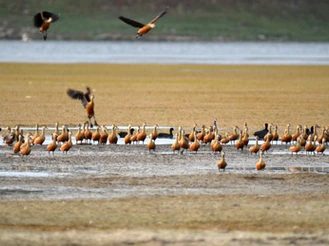 Sirpur Lake, Indore – A new Ramsar Site