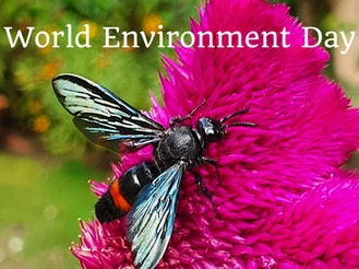 Permaculture: Boon for bio-diversity
