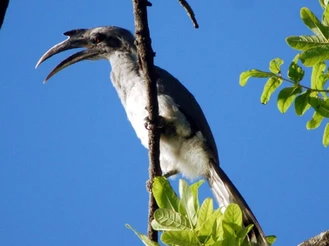 The breeding behaviour of the Indian Grey Hornbill – An Inside View by Ajay Gadikar