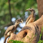 Grey Hornbills