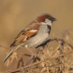 Basic Ornithology Certificate Courses