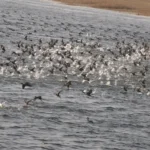 Sirpur lake Study