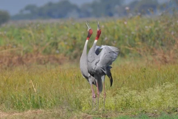 Save Sarus Campaign