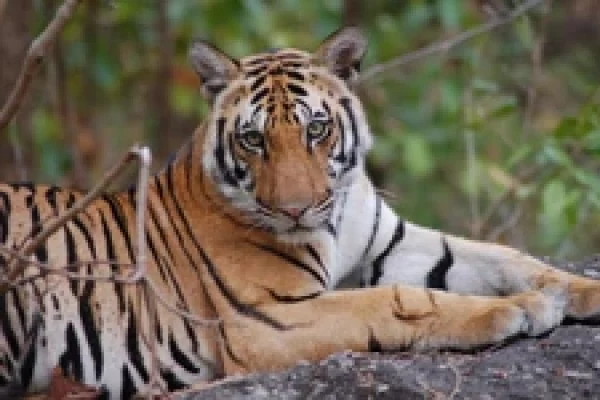 Save tiger  campaign