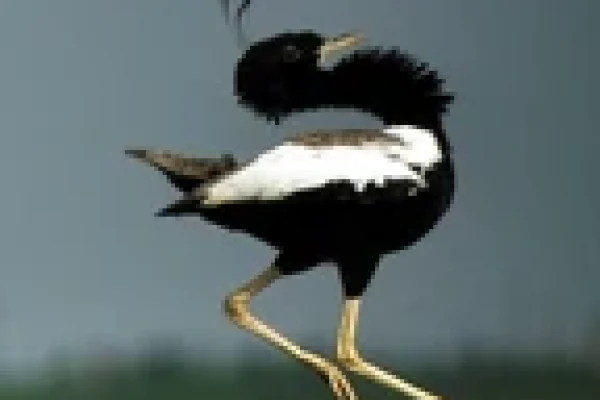 Lesser Florican